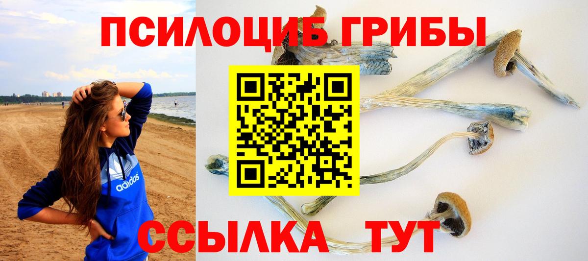 Псилоцибиновые грибы Psilocybine cubensis Торжок